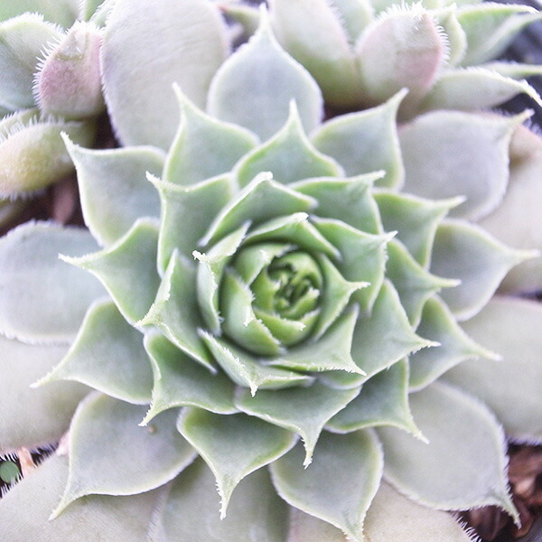 楽天市場】センペルビウム パーディーズ60-1 3号サイズ 苗 高山性の