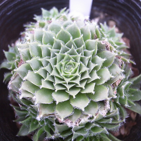 楽天市場】センペルビウム レッド プルシェ 3号苗 クモノスバンダイ