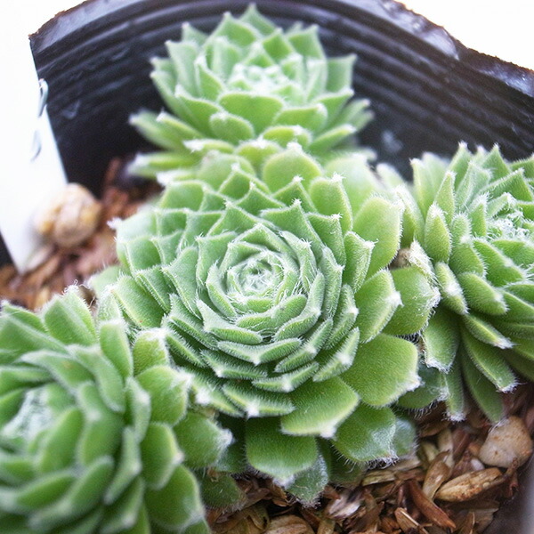 楽天市場】センペルビウム パシフィックナイト 2.5号苗 高山性多肉植物