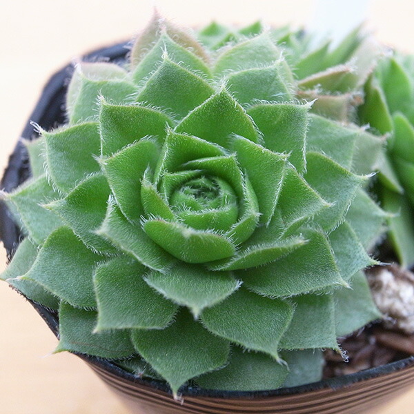 楽天市場】センペルビウム 綾桜 2.5号苗 高山性多肉植物 : 母の日 花