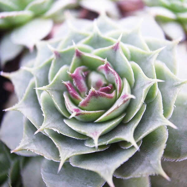 楽天市場】センペルビウム レオカディアズネフュー 2.5号苗 高山性多肉