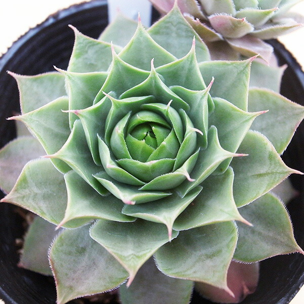 楽天市場】センペルビウム バロネッセ 3号サイズ 多肉植物 苗 常緑