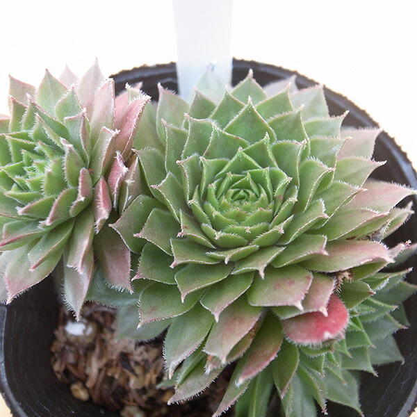 楽天市場】センペルビウム SPN-4 3号サイズ 苗 高山性多肉植物 : 母の