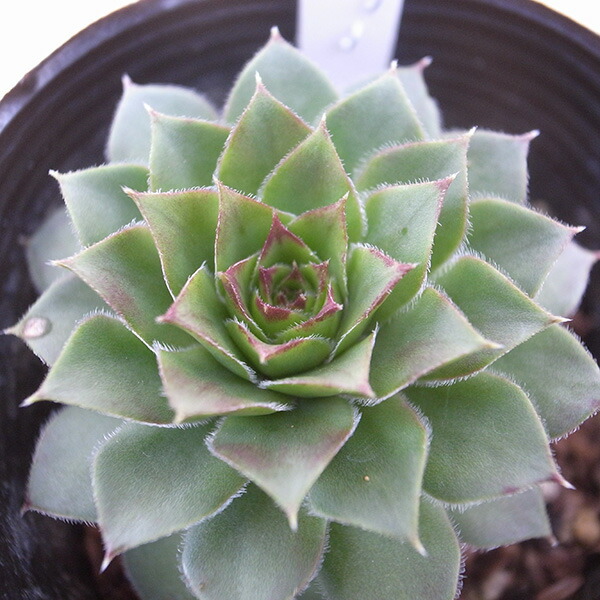 楽天市場】センペルビウム パシフィックナイト 2.5号苗 高山性多肉植物