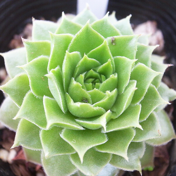 楽天市場】センペルビウム テクトラムレッドパープル3号サイズ 苗