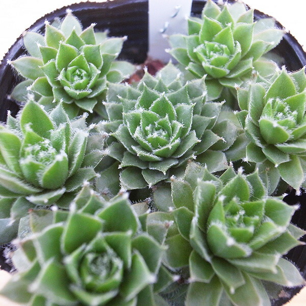 楽天市場】センペルビウム 綾桜 2.5号苗 高山性多肉植物 : 母の日 花