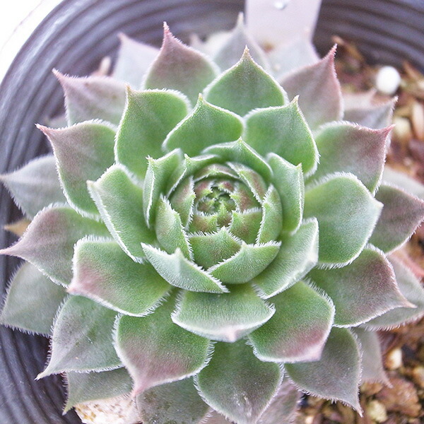 楽天市場】センペルビウム パーディーズ60-1 3号サイズ 苗 高山性の