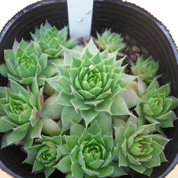 楽天市場】センペルビウム レギレアマリエ3号サイズ 苗 高山性多肉