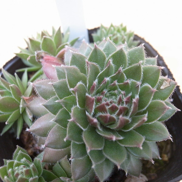 楽天市場】センペルビウム バロネッセ 3号サイズ 多肉植物 苗 常緑