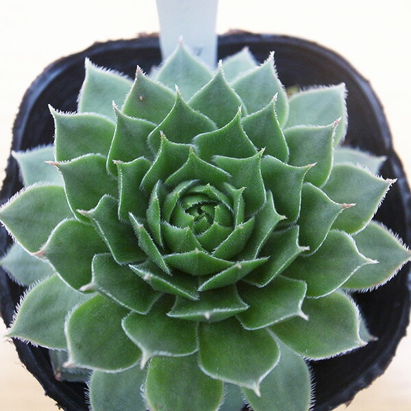 楽天市場】センペルビウム テクトラムレッドパープル3号サイズ 苗