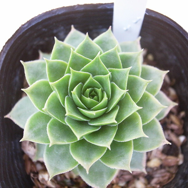 ゆっこ　センペルビウム　シルバーライン ゆっこ センペルビウム シルバーライン ゆっこ センペルビウム