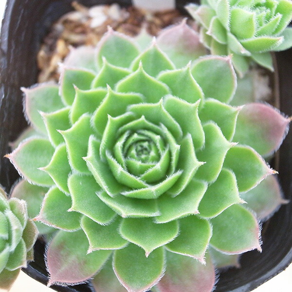 楽天市場】センペルビウム バロネッセ 3号サイズ 多肉植物 苗 常緑