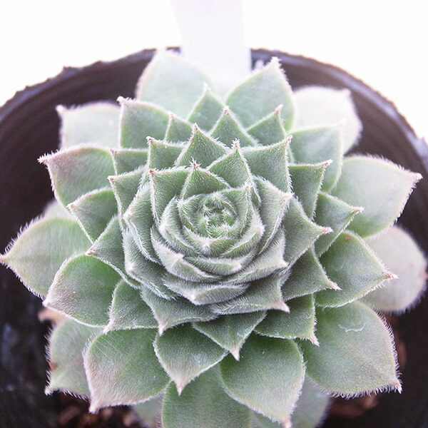 楽天市場】多肉植物 センペルビウム モンタナム Sempervium montanum