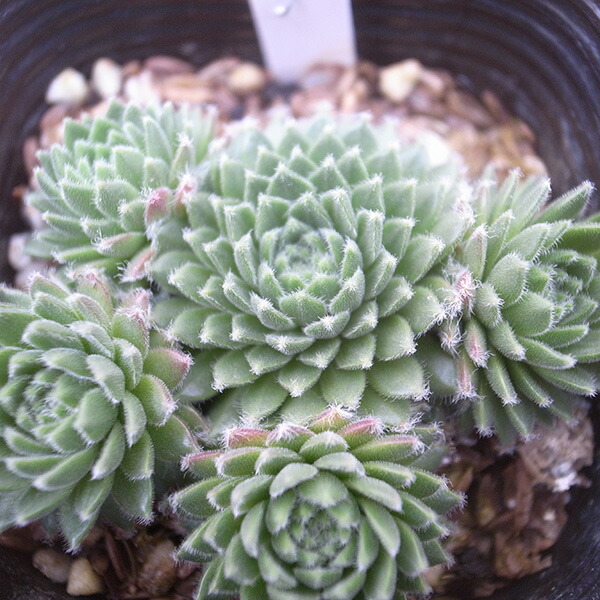 多肉 センペル アデルモント 多肉 センペル アデルモント 多肉 センペル アデルモント