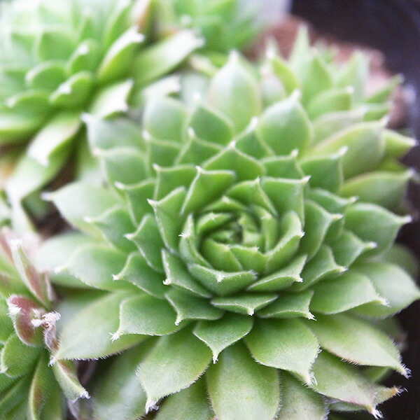 楽天市場】センペルビウム パシフィックナイト 2.5号苗 高山性多肉植物