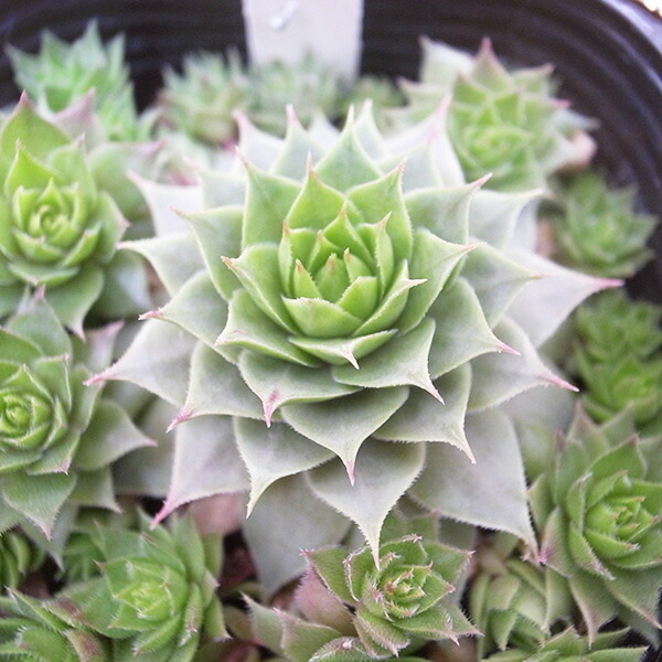 楽天市場】センペルビウム キャンディフロス 3号サイズ サボテン 苗