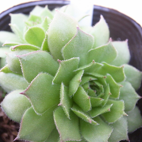 楽天市場】センペルビウム ピクシー 3号サイズ 苗 多肉植物 タニク