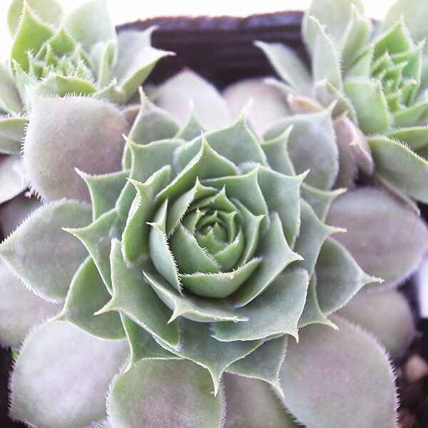 楽天市場】センペルビウム バーンスタイン3号サイズ 苗 高山性多肉