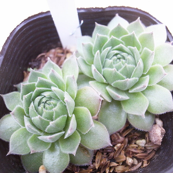 楽天市場】センペルビウム バロネッセ 3号サイズ 多肉植物 苗 常緑