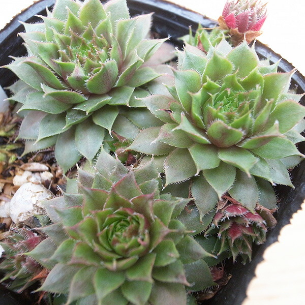 センペルビウム　バーンステイン　② センペルビウム バーンスタイン ② | plantsotenki