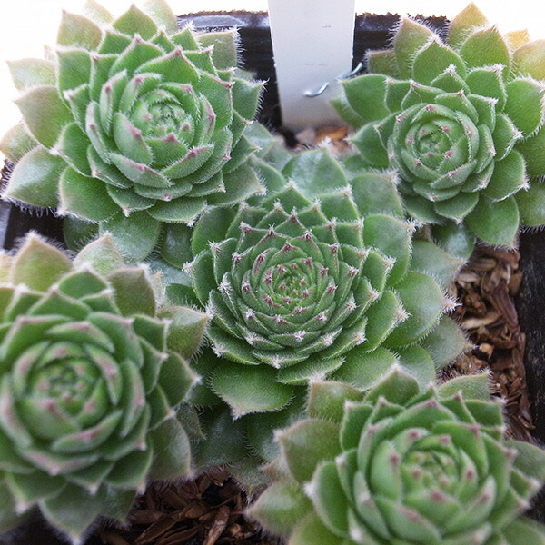 楽天市場】センペルビウム パシフィックナイト 2.5号苗 高山性多肉植物