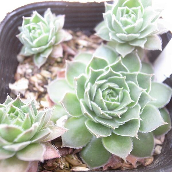 楽天市場】センペルビウム 綾桜 2.5号苗 高山性多肉植物 : 母の日 花