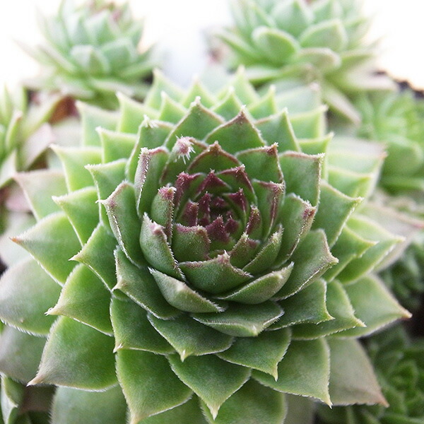 楽天市場】センペルビウム パーディーズ60-1 3号サイズ 苗 高山性の