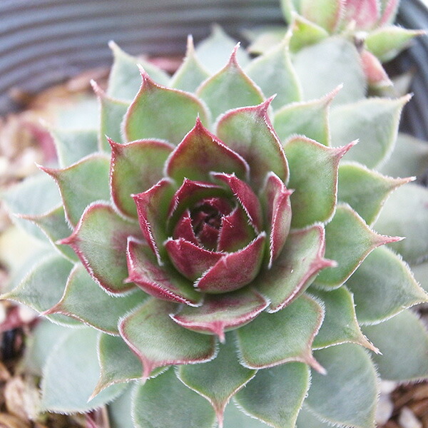 センペルビウム　フォークルネッティ 楽天市場】センペルビウムフォークルネッティ 2.5号苗 高山性多肉植物