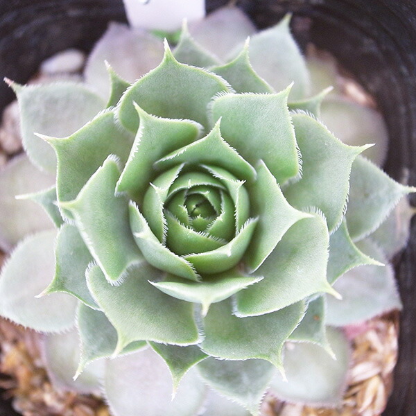 楽天市場】センペルビウム パーディーズ60-1 3号サイズ 苗 高山性の