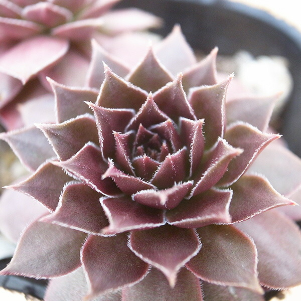 楽天市場】センペルビウム キャンディフロス 3号サイズ サボテン 苗