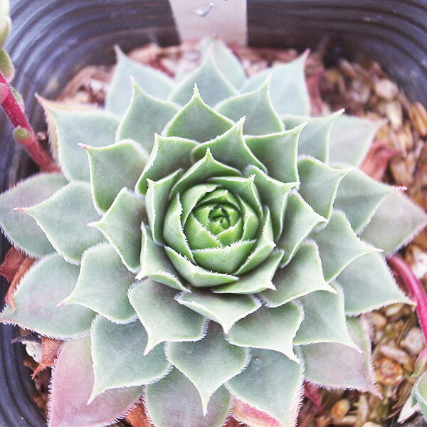 楽天市場】センペルビウム パーディーズ60-1 3号サイズ 苗 高山性の