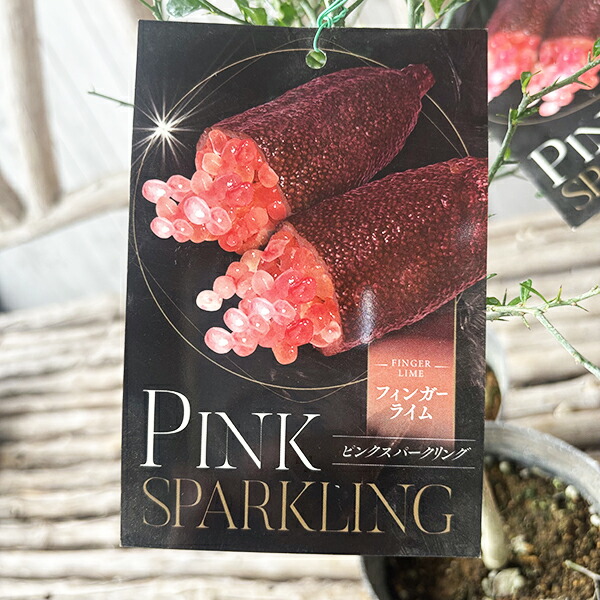 楽天市場】【現品F653】フィンガーライム リトルルビー(レッド系) 苗木