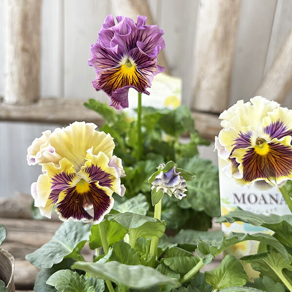 楽天市場】ミニシクラメン ジックス レッド 3号サイズ 苗 ジックスは