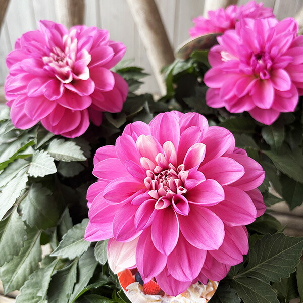 楽天市場】予約販売 ダリア 苗 銅葉ぷちダリア フレディー 10.5