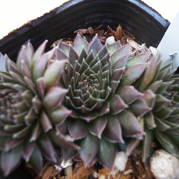 楽天市場】センペルビウム パーディーズ60-1 3号サイズ 苗 高山性の