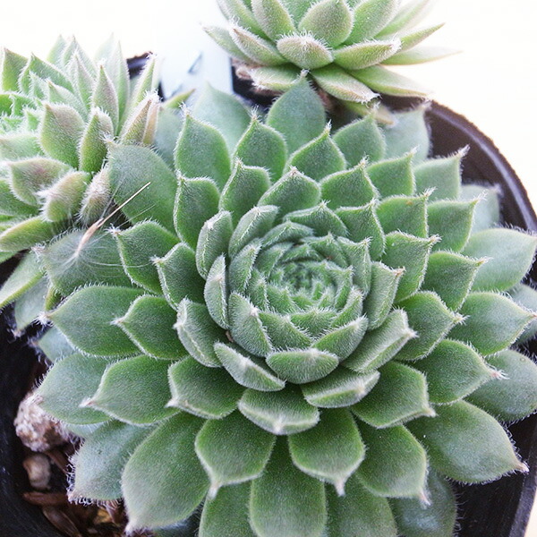 楽天市場】センペルビウム レギレアマリエ3号サイズ 苗 高山性多肉