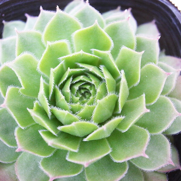 楽天市場】グラププトベリア ピンクルルビー 2号サイズ 苗 多肉植物