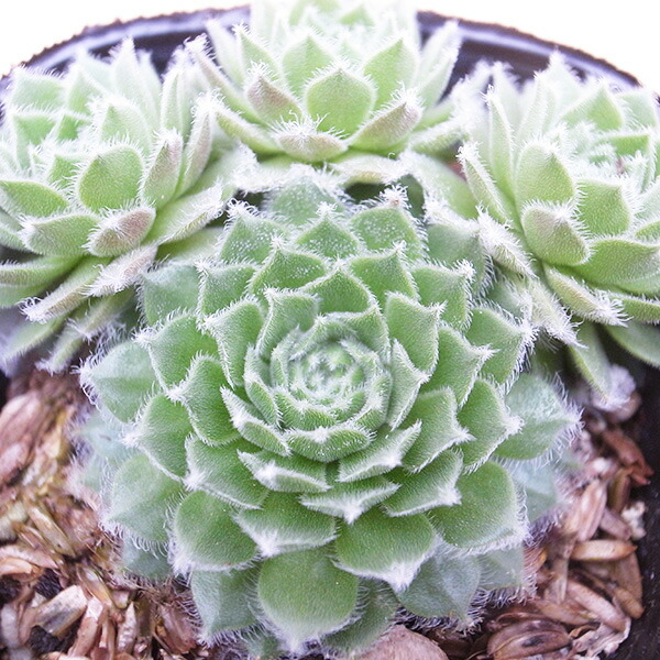 楽天市場】センペルビウム キャンディフロス 3号サイズ サボテン 苗