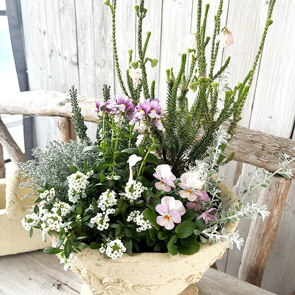 楽天市場】ホワイトパステル系 寄せ植えセット リーフ入り季節の花苗5