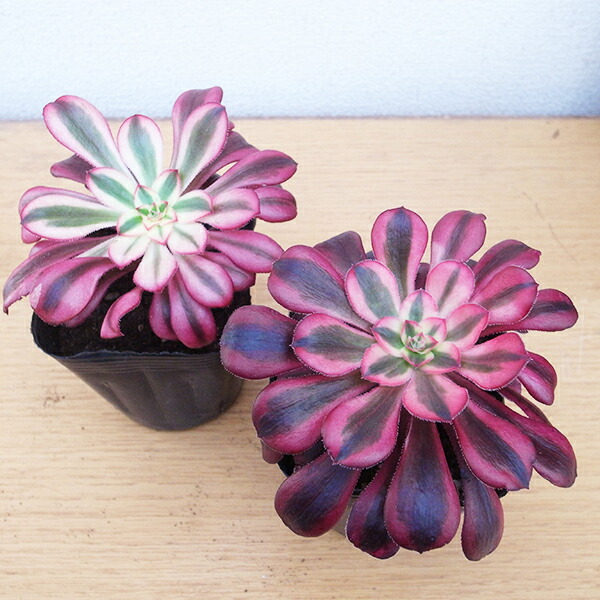 楽天市場】レア品種 アエオニウム シャネル錦 3号サイズ POT苗 珍しい