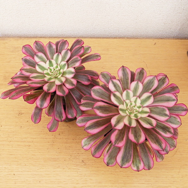 楽天市場】レア品種 アエオニウム シャネル錦 3号サイズ POT苗 珍しい