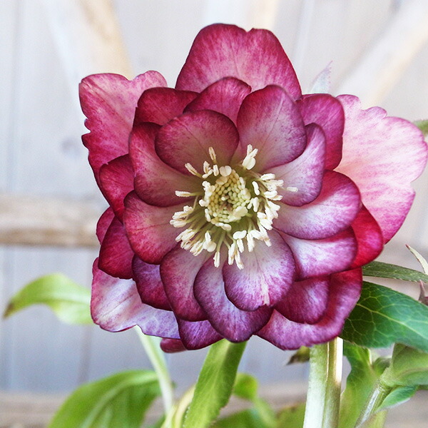 楽天市場】クリスマスローズ ダブル 開花株 多弁ダークレッド 5号 現品