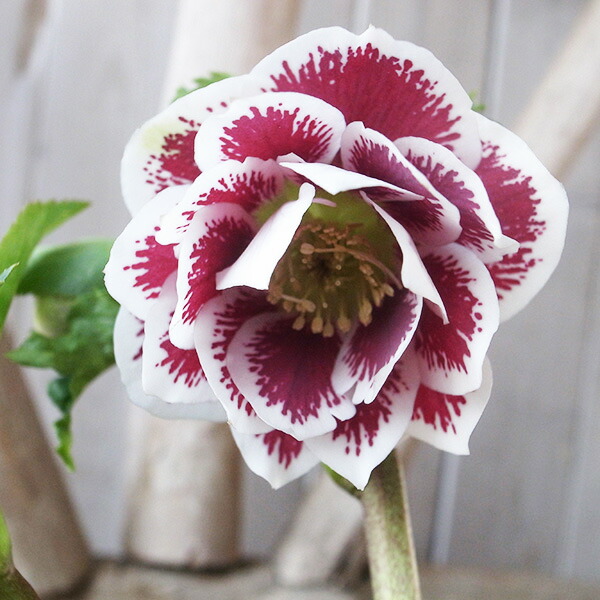 楽天市場】クリスマスローズ ダブル 開花株 ダークブロッチ 5号 現品