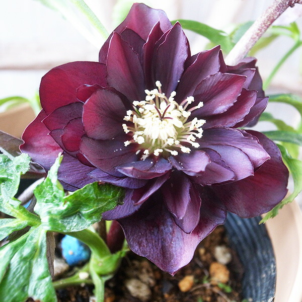 楽天市場】クリスマスローズ ダブル 開花株 ダークブロッチ 5号 現品