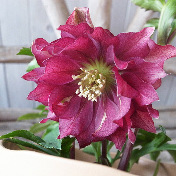 楽天市場】クリスマスローズ ダブル 開花株 ダークブロッチ 5号 現品