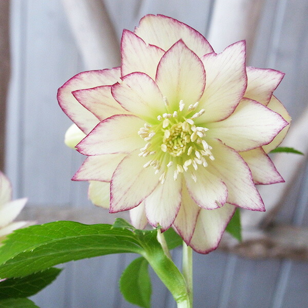 楽天市場】クリスマスローズ ダブル 開花株 ライムグリーン薄ピコ 5号