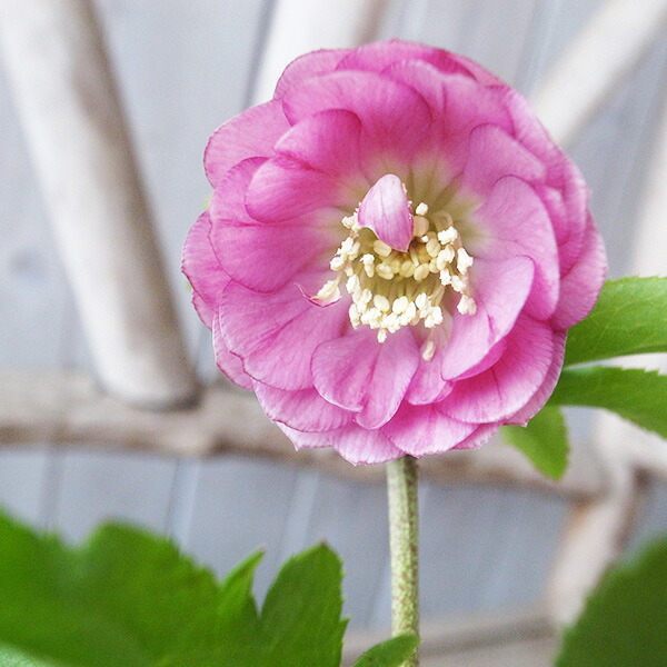 楽天市場】クリスマスローズ ダブル 開花株 多弁ダークレッド 5号 現品