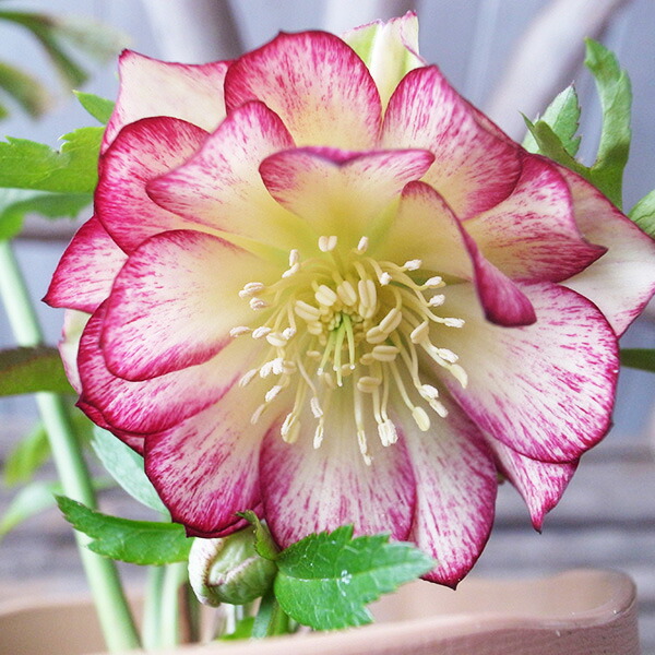 楽天市場】クリスマスローズ ダブル 開花株 ピンクベインリバーシブル