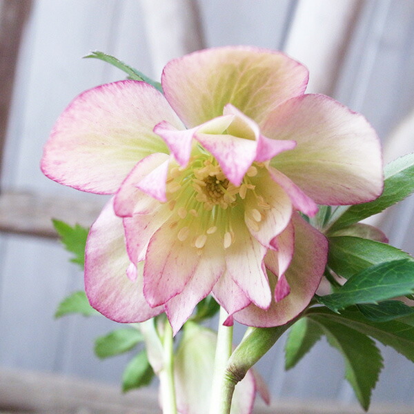 楽天市場】クリスマスローズ ダブル 開花株 頬紅ぼかしピンク 4.5号