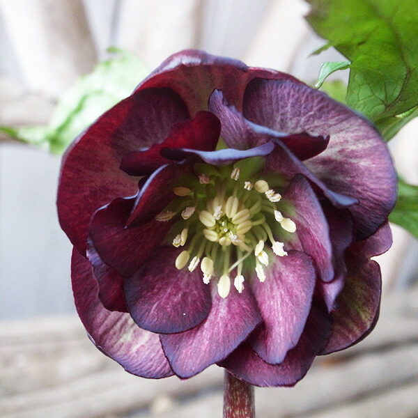 楽天市場】クリスマスローズ ダブル 開花株 ライムグリーン薄ピコ 5号